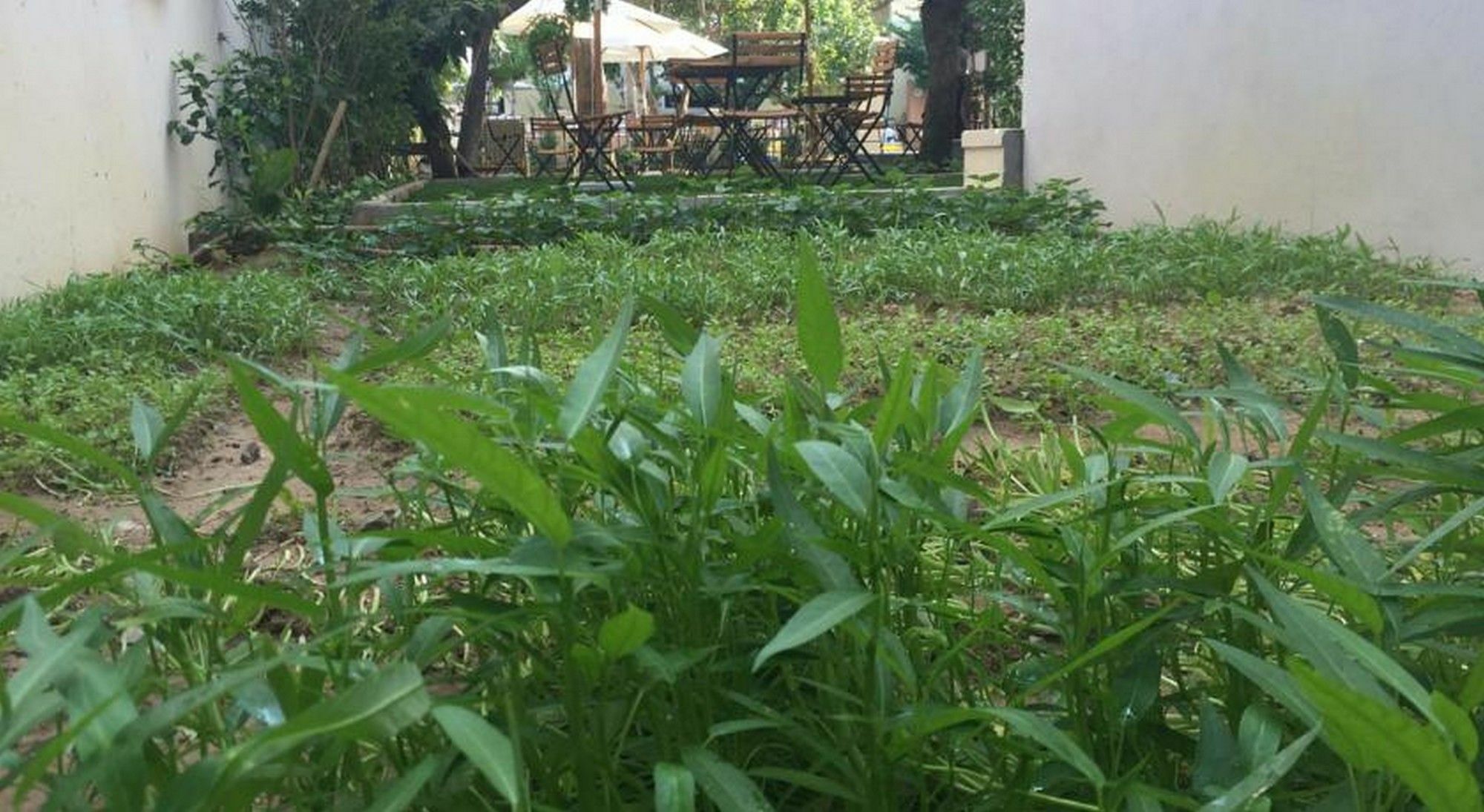 Heritage Homestay Hoi An Eksteriør billede